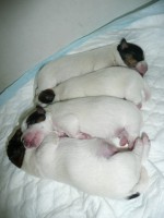 /album/jackrus-jackrussell/kesakuu-2014-007-jpg1/